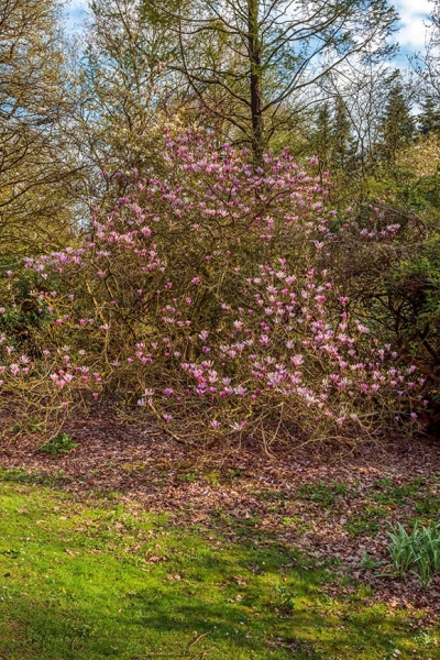 Evenley Wood Garden